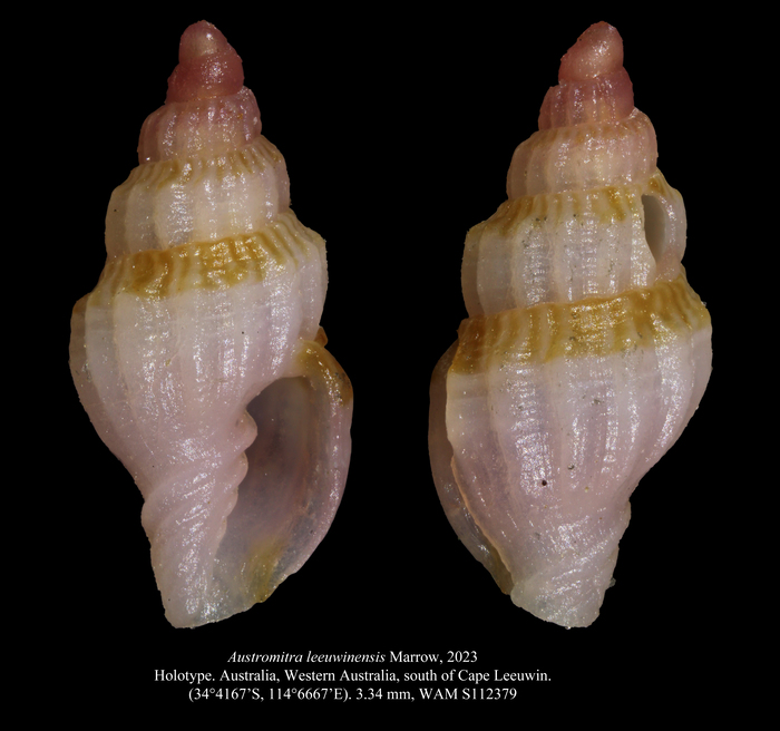 Austromitra leeuwinensis Marrow, 2023 Austromitra leeuwinensis Marrow, 2023