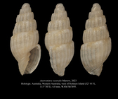 Austromitra westralis Marrow, 2023