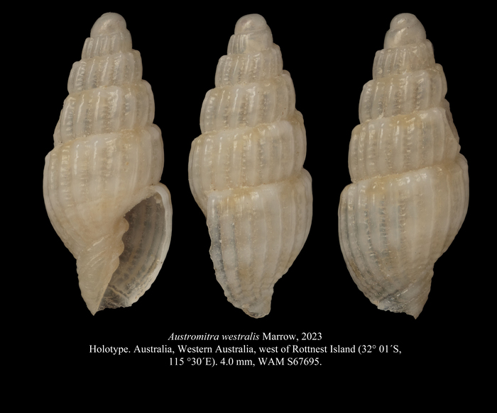 Austromitra westralis Marrow, 2023 Austromitra westralis Marrow, 2023