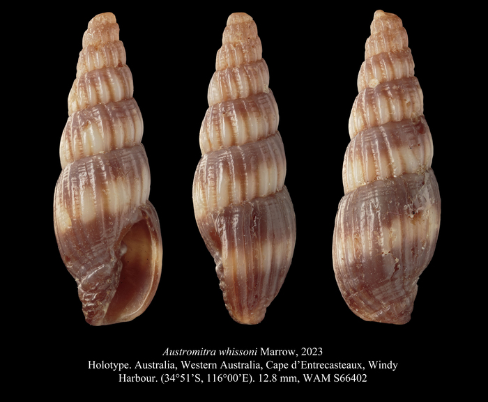 Austromitra whissoni Marrow, 202 Austromitra whissoni Marrow, 202