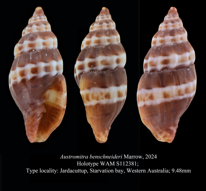 Austromitra benschneideri Marrow, 2024 Austromitra benschneideri Marrow, 2024