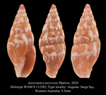 Austromitra morrisoni Marrow, 2024
