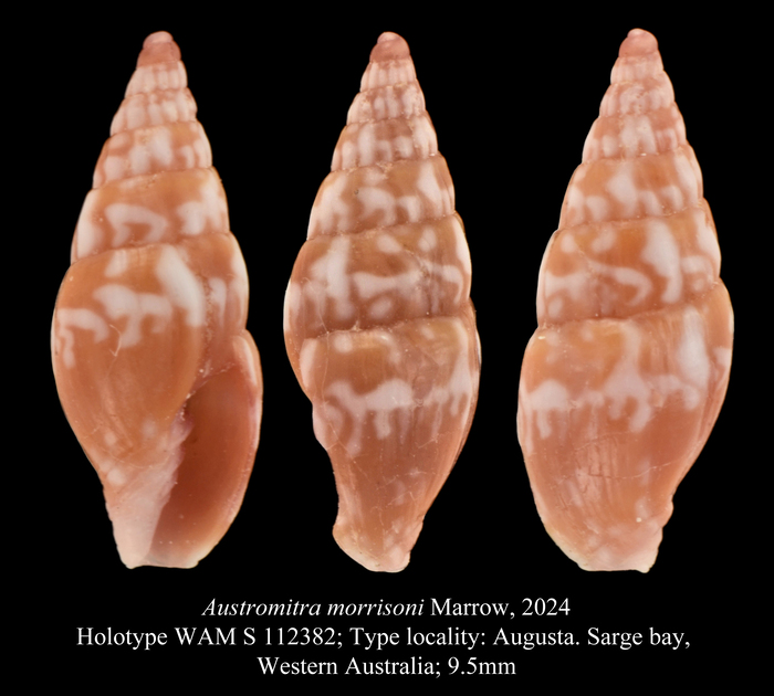 Austromitra morrisoni Marrow, 2024 Austromitra morrisoni Marrow, 2024