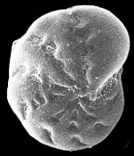 Retroelphidium anabarense Gudina & Levchuk, 1983 holotype