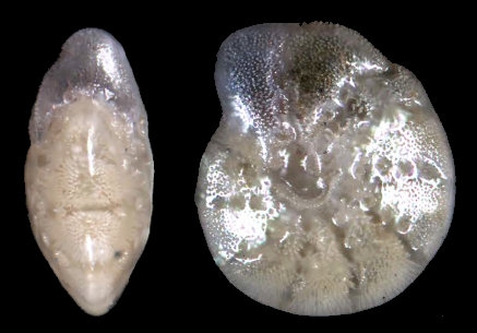 Elphidium batialis SAIDOVA 1961  Identified specimen