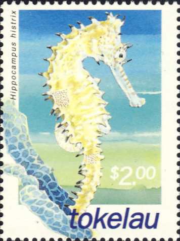 Hippocampus histrix Hippocampus histrix
