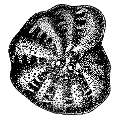 Elphidium littorale caspicus Mayer, 1968 holotype