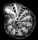 Elphidium littorale caspicus Mayer, 1968 paratype