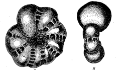 Elphidium shochinae MAYER 1968,  holotype Caspian Sea