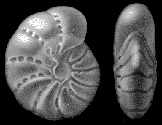 Elphidium clavatum Cushman, 1930 holotype Elphidium clavatum Cushman, 1930 holotype