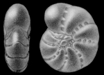 Elphidium excavatum (Terquem). topotype