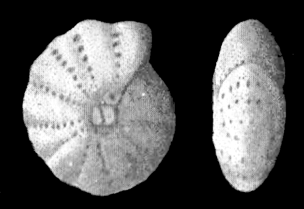 Elphidium hughesi var. foraminosum CUSHMAN 1939, holotype Elphidium hughesi var. foraminosum CUSHMAN 1939, holotype
