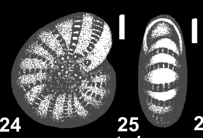 Elphidium gunteri COLE 1931, holotype Elphidium gunteri COLE 1931, holotype