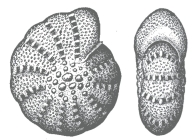 Elphidium littorale LE CALVEZ and LE CALVEZ 1951, holotype