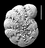 Cribroelphidium mirum Langer and Schmidt–Sinns, 2006, holotype, 