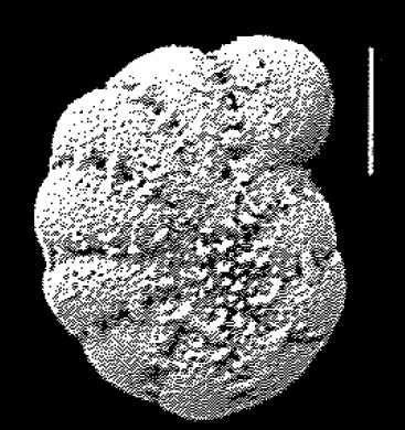 Cribroelphidium mirum Langer and Schmidt–Sinns, 2006, holotype, 