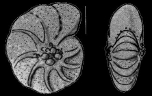 Elphidium omuraense SHUTO 1953, holotype