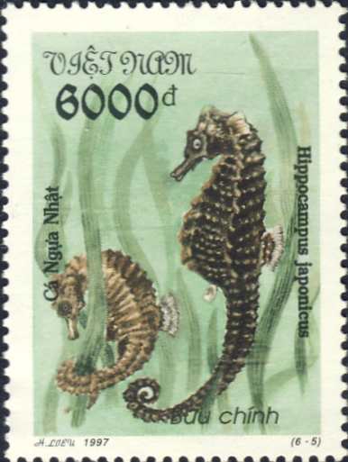 Hippocampus japonicus Hippocampus japonicus