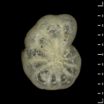 Polystomella poeyana d'Orbigny 1839, lectotype