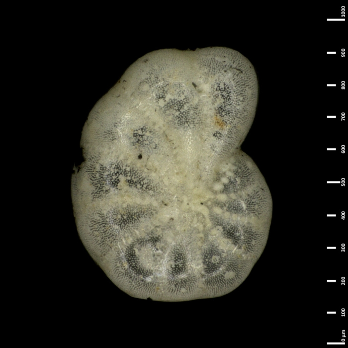 Polystomella poeyana d'Orbigny 1839, lectotype