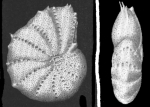 Elphidium spinatum CUSHMAN and VALENTINE 1930, holotype