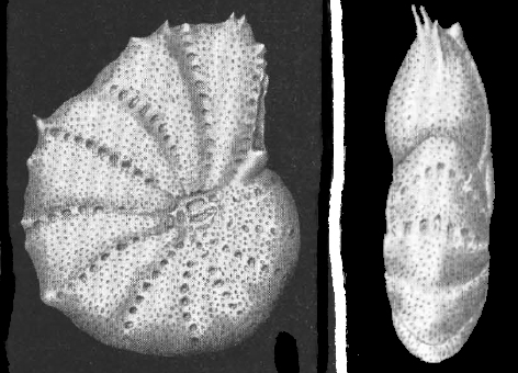 Elphidium spinatum CUSHMAN and VALENTINE 1930, holotype