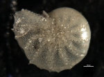 Elphidium spinatum CUSHMAN and VALENTINE 1930, holotype