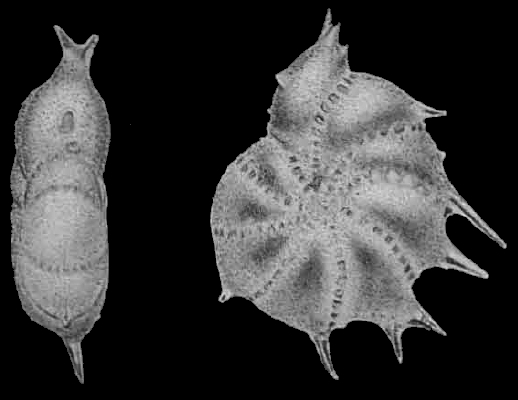 Elphidium spinatum magnificum Cushman and McCulloch, 1940. holotype and paratype