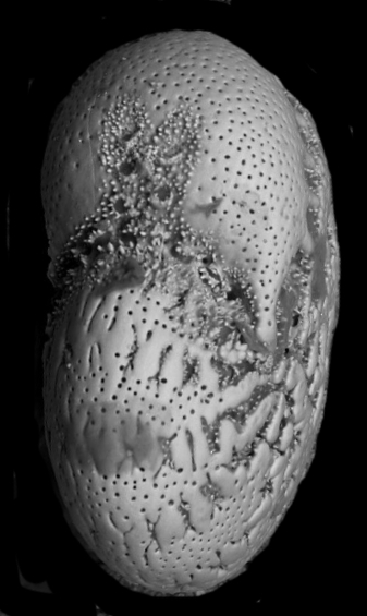 Cribroelphidium vadescens Cushman and Brönnimann, 1948, unsequenced paratype, USNM CC56749, Trinidad, west coast