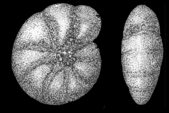 Protelphidium fulvofusculus SHCHEDRINA in SHCHEDRINA and LUKINA 1984, holotype Protelphidium fulvofusculus SHCHEDRINA in SHCHEDRINA and LUKINA 1984, holotype