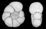 Elphidium schmitti CUSHMAN and WICKENDEN 1929, holotype.