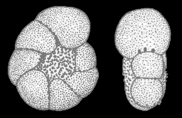 Elphidium schmitti CUSHMAN and WICKENDEN 1929, holotype. Elphidium schmitti CUSHMAN and WICKENDEN 1929, holotype.
