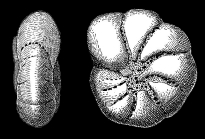 Elphidium? asklundi Brotzen in HESSLAND 1943, holotype