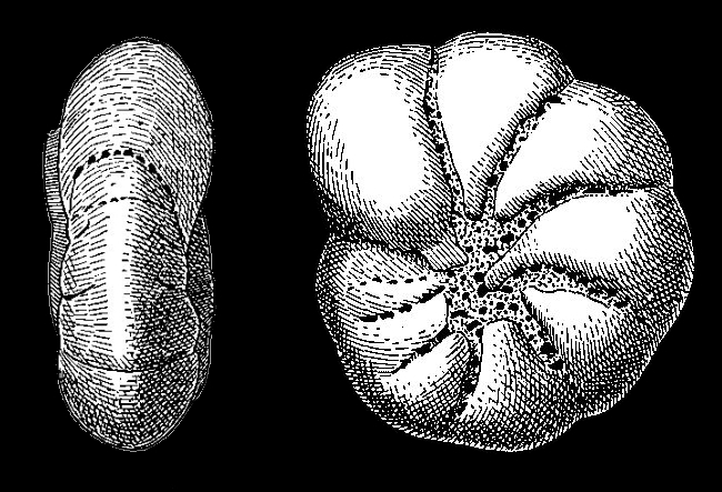 Elphidium? asklundi Brotzen in HESSLAND 1943, holotype Elphidium? asklundi Brotzen in HESSLAND 1943, holotype