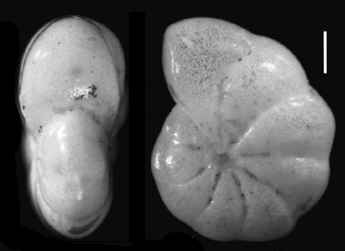 Elphidium balticum KNUDSEN, SCHWEIZER and SEIDENKRANTX 2025, holotype Elphidium balticum KNUDSEN, SCHWEIZER and SEIDENKRANTX 2025, holotype