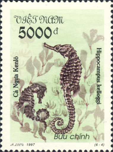 Hippocampus kelloggi Hippocampus kelloggi