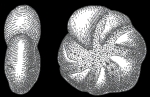 Elphidium hallandense BROTZEN 1943, holotype