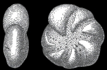 Elphidium hallandense BROTZEN 1943, holotype