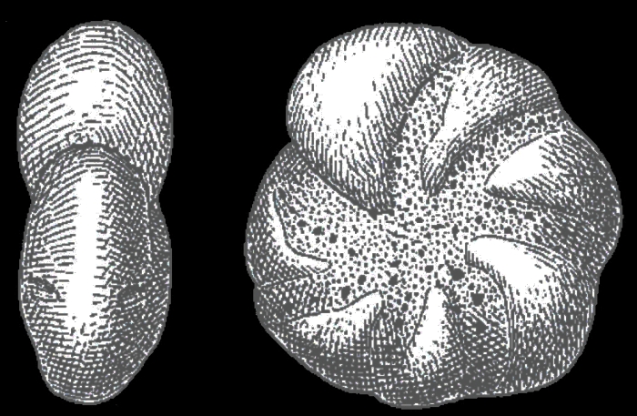Elphidium hallandense BROTZEN 1943, holotype Elphidium hallandense BROTZEN 1943, holotype