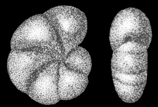 Cribrononion limpidus Shchedrina in SHCHEDRINA and LUKINA 1984, holotype Cribrononion limpidus Shchedrina in SHCHEDRINA and LUKINA 1984, holotype