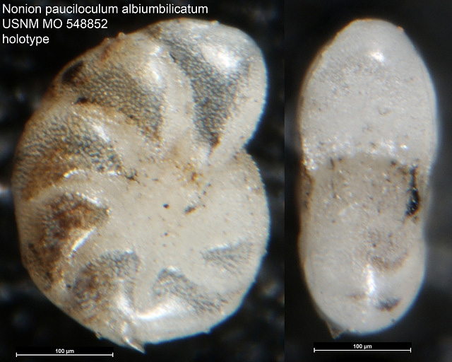 Nonion pauciloculum ssp. albiumbilicatum WEISS 1954, holotype Nonion pauciloculum ssp. albiumbilicatum WEISS 1954, holotype