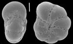 Cryptoelphidiella webbi (Majewski in Majewski and Tatur 2009) holotype
