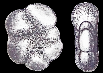 Elphidium (Polystomella) magellanica Heron-Allen and Earland 1932, syntype Elphidium (Polystomella) magellanica Heron-Allen and Earland 1932, syntype