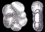 Elphidium (Polystomella) magellanica Heron-Allen and Earland 1932, syntype