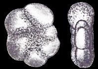 Elphidium (Polystomella) magellanica Heron-Allen and Earland 1932, syntype