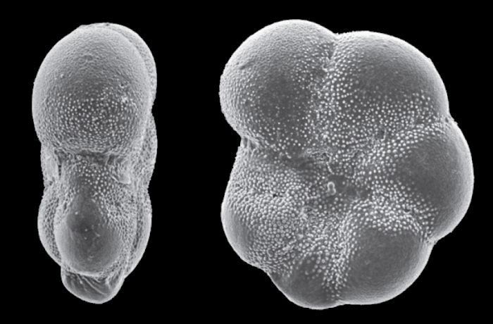 Elphidium (Polystomella) magellanicum Heron-Allen and Earland 1932, paratype Elphidium (Polystomella) magellanicum Heron-Allen and Earland 1932, paratype