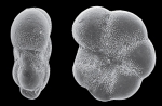 Elphidium (Polystomella) magellanicum Heron-Allen and Earland 1932, paratype