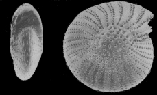 Elphidiella biseripora Sun 1991, holotype