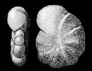 Elphidiella kerguelenensis Parr 1950, holotype