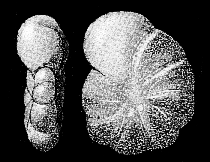Elphidiella kerguelenensis Parr 1950, holotype Elphidiella kerguelenensis Parr 1950, holotype